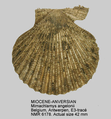 MIOCENE-ANVERSIAN Mimachlamys angelonii.jpg - MIOCENE-ANVERSIANMimachlamys angelonii(De Stefani & Pantanelli,1878)
